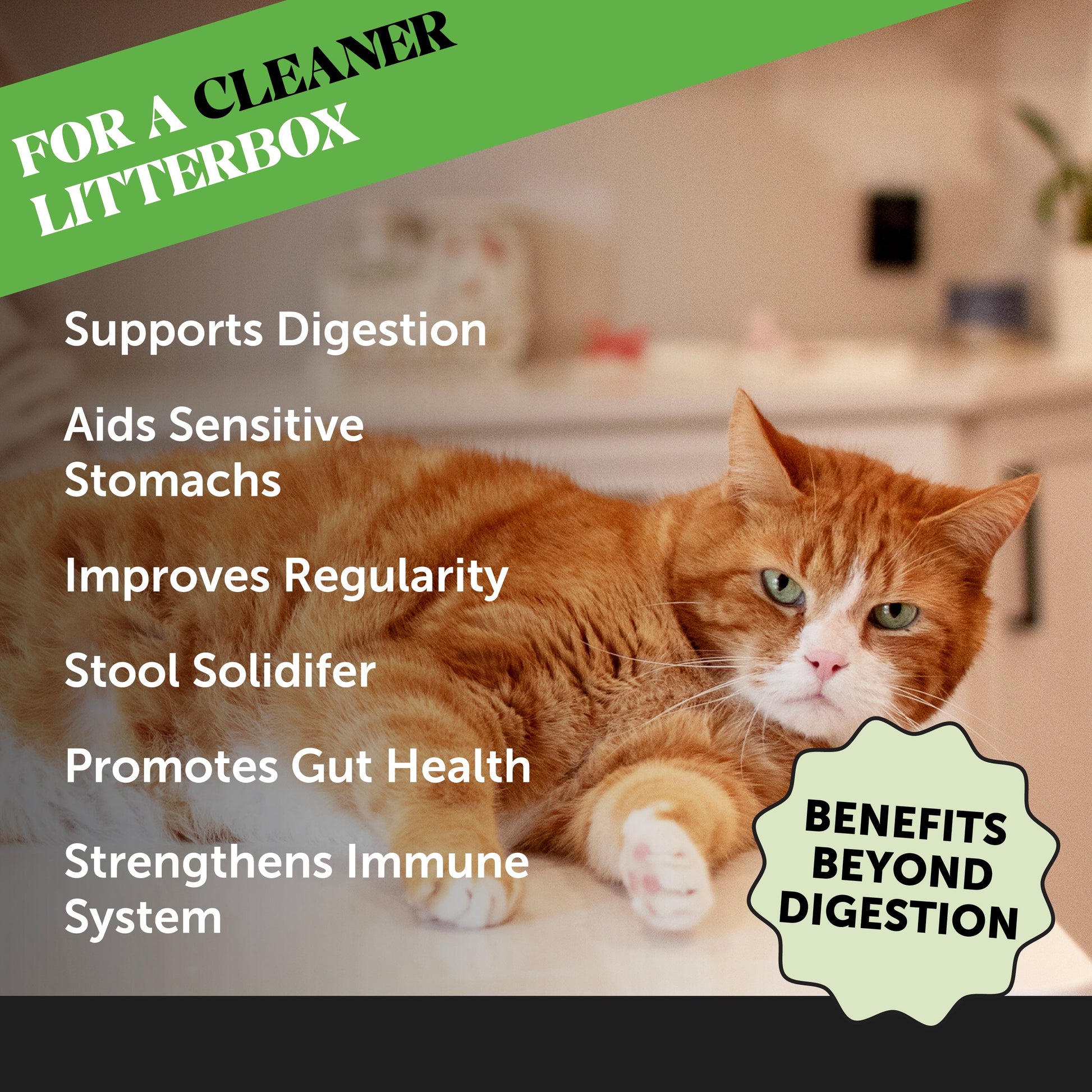 Digestive Probiotics Powder for Cats (Chicken & Fish Flavor)