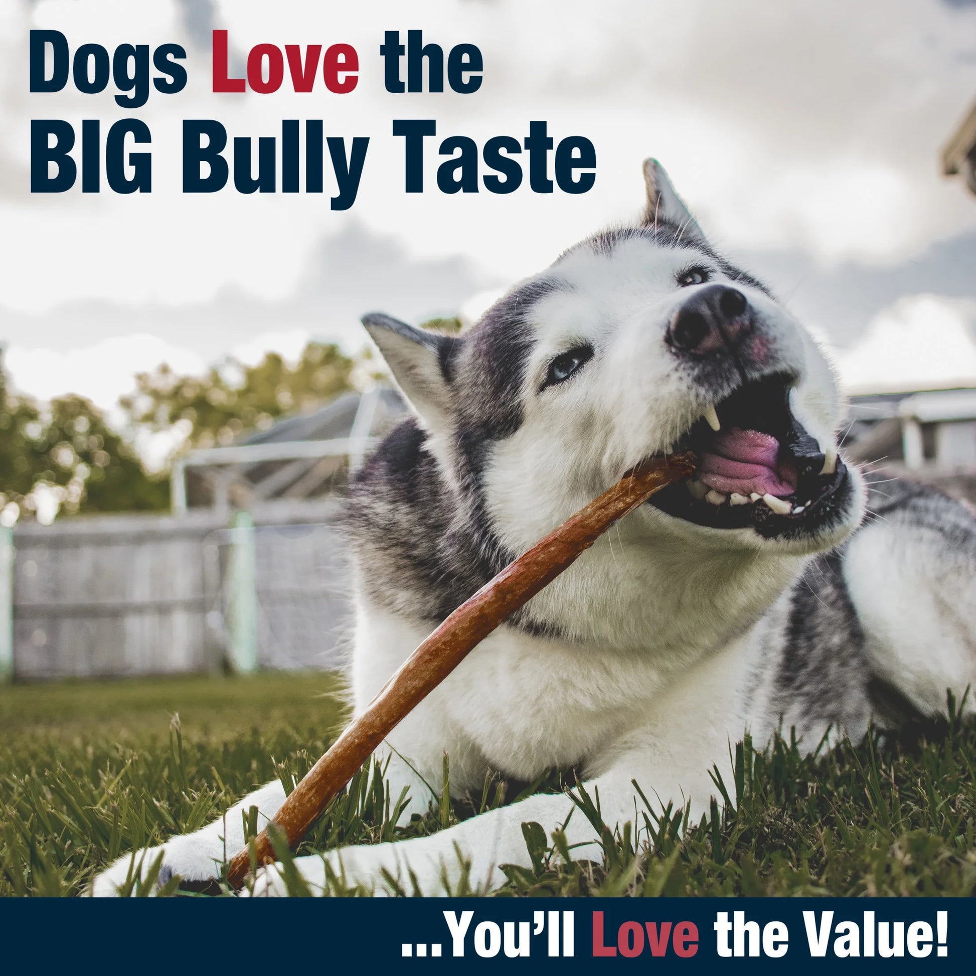 Bully Hide Sticks All-Natural Dog Chews Small Bully Stick Small (5 Count)